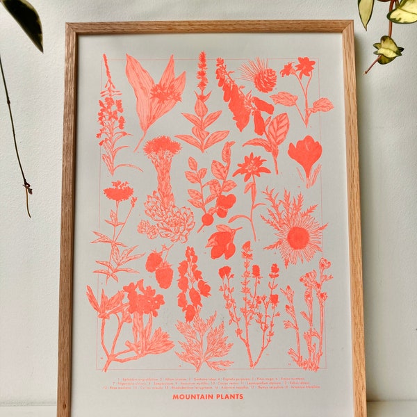 Affiche illustration Plantes de Montagne en risographie fluo