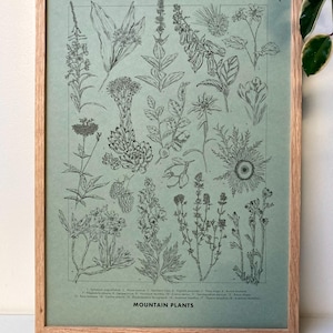 Poster illustrativo di piante di montagna su carta colorata