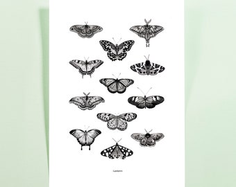 Poster illustration scientific board butterflies lepidopters moths