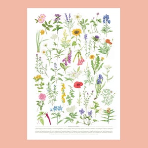 Póster de ilustración botánica de flores de bruja / Plantas de bruja