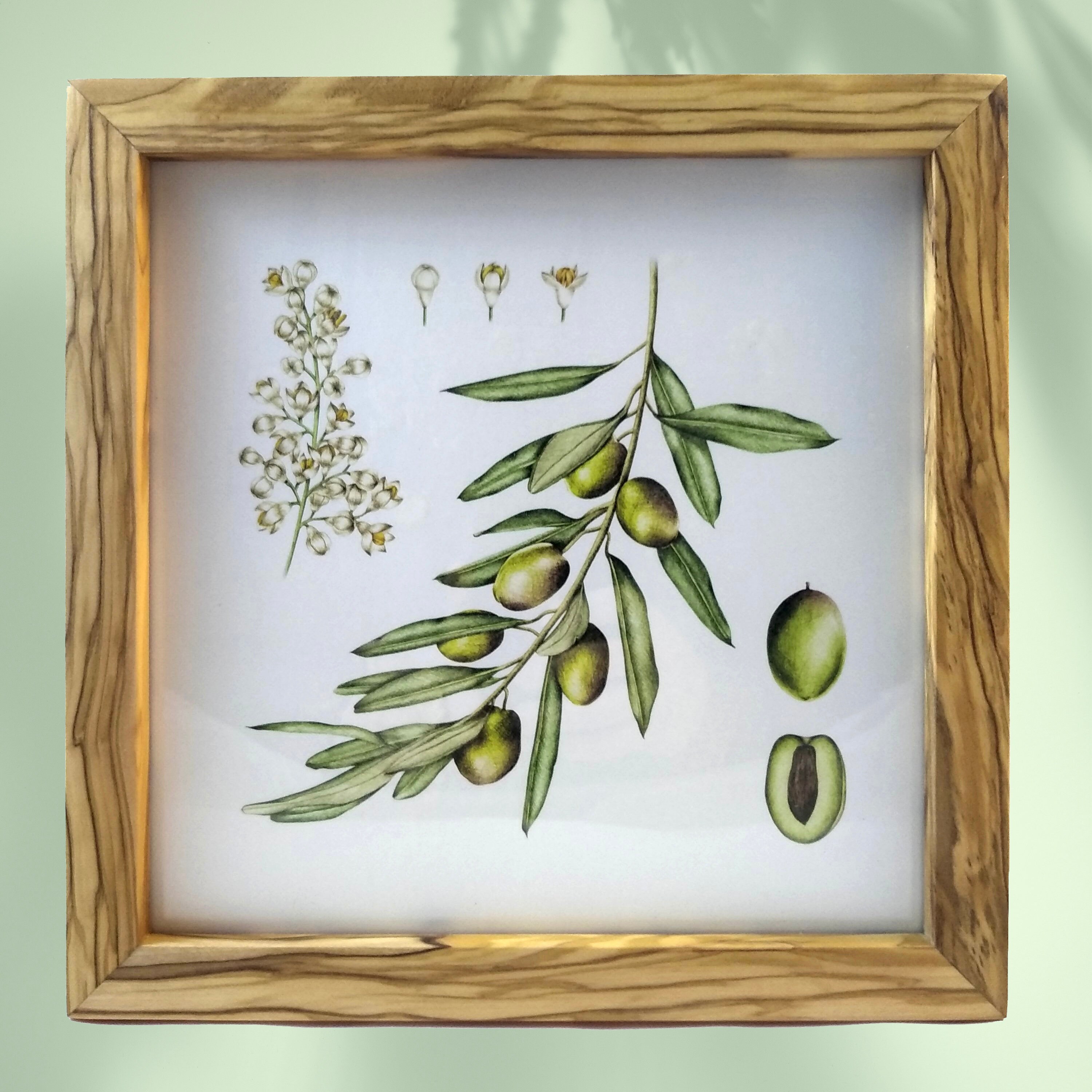 Illustration Botanique Encadrée, L'olivier