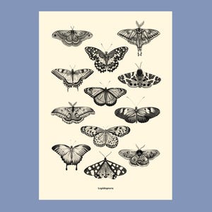 Lepidoptera illustration poster