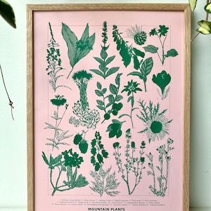 Affiche illustration Plantes de Montagne en risographie vert & rose