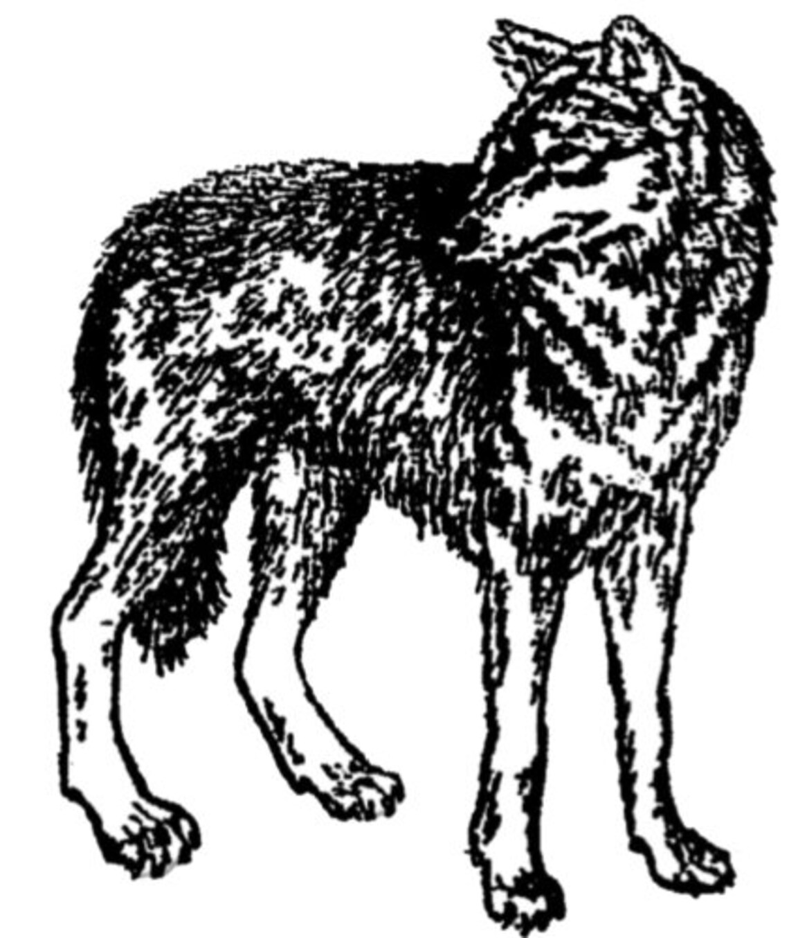 Wolf Looking Back Rubber Stamp Wood Mounted / SUT F206WA Etsy