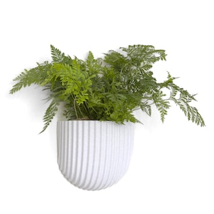 May include: A white, textured, wall-mounted planter with a semi-circular shape, filled with a vibrant green fern. The planter has vertical ridges and is set against a white background, creating a clean, modern aesthetic.