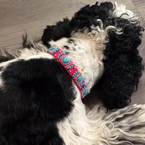 May include: A dog with black and white fur wearing a pink and turquoise beaded collar. The collar is adorned with turquoise-coloured stones and small silver beads. The dog is lying down, with the collar visible.