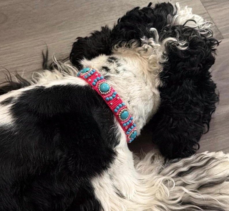 May include: A dog with black and white fur wearing a pink and turquoise beaded collar. The collar is adorned with turquoise-coloured stones and small silver beads. The dog is lying down, with the collar visible.