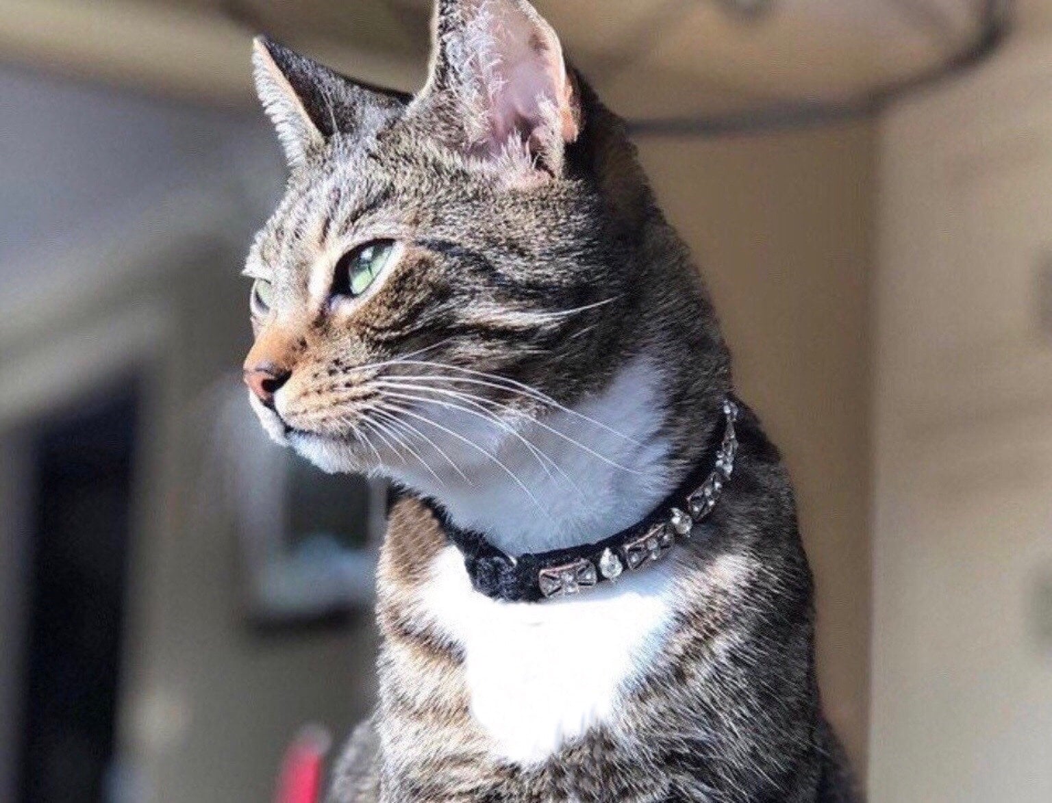 Swarovski Crystal Bling Cat Collar Diamond Cat Collar Fancy Sparkle Kitten Collar Etsy Canada