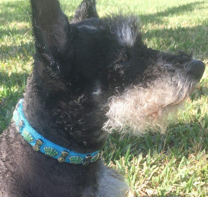 Beach Theme Collar Dog Collar Turquoise Nylon Collar Beach Dog Collar Shell Pet Collar Sea Shell Dog Collar Bright Blue Collar 14
