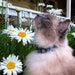 see more listings in the Cat Collars section