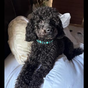 May include: A black poodle with curly fur is lying down on a white surface. The dog is wearing a turquoise beaded collar. The dog is looking directly at the camera.