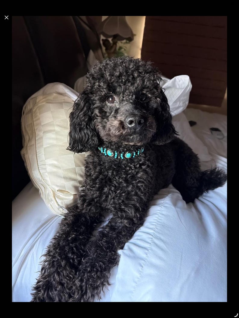 May include: A black poodle with curly fur is lying down on a white surface. The dog is wearing a turquoise beaded collar. The dog is looking directly at the camera.