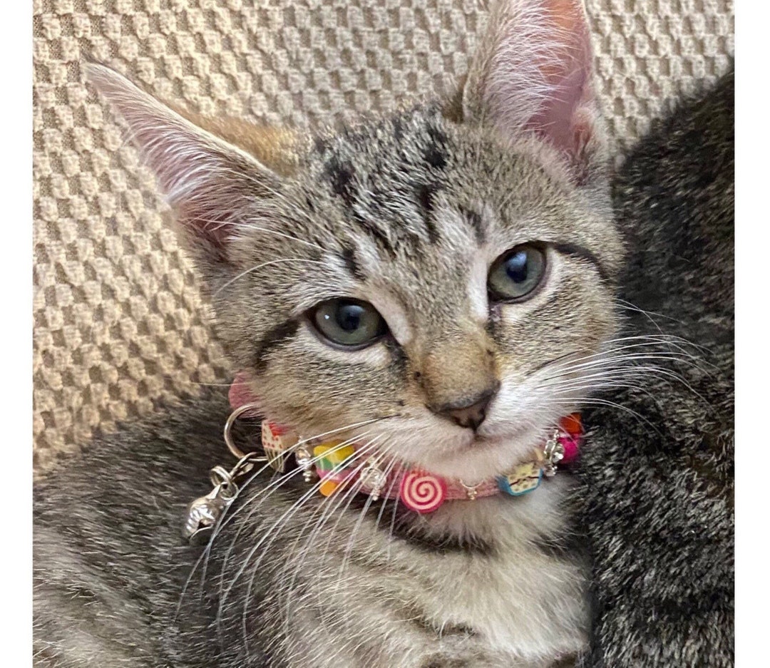 Fancy Cat Collar Beaded Cat Collar Sweets Kitty Collar Etsy