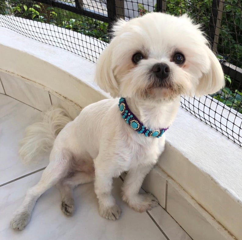 May include: A small, white dog wearing a decorative collar with turquoise and purple beads. The dog is sitting on a white surface, with a black mesh fence and greenery in the background. The dog has a fluffy, well-groomed coat.
