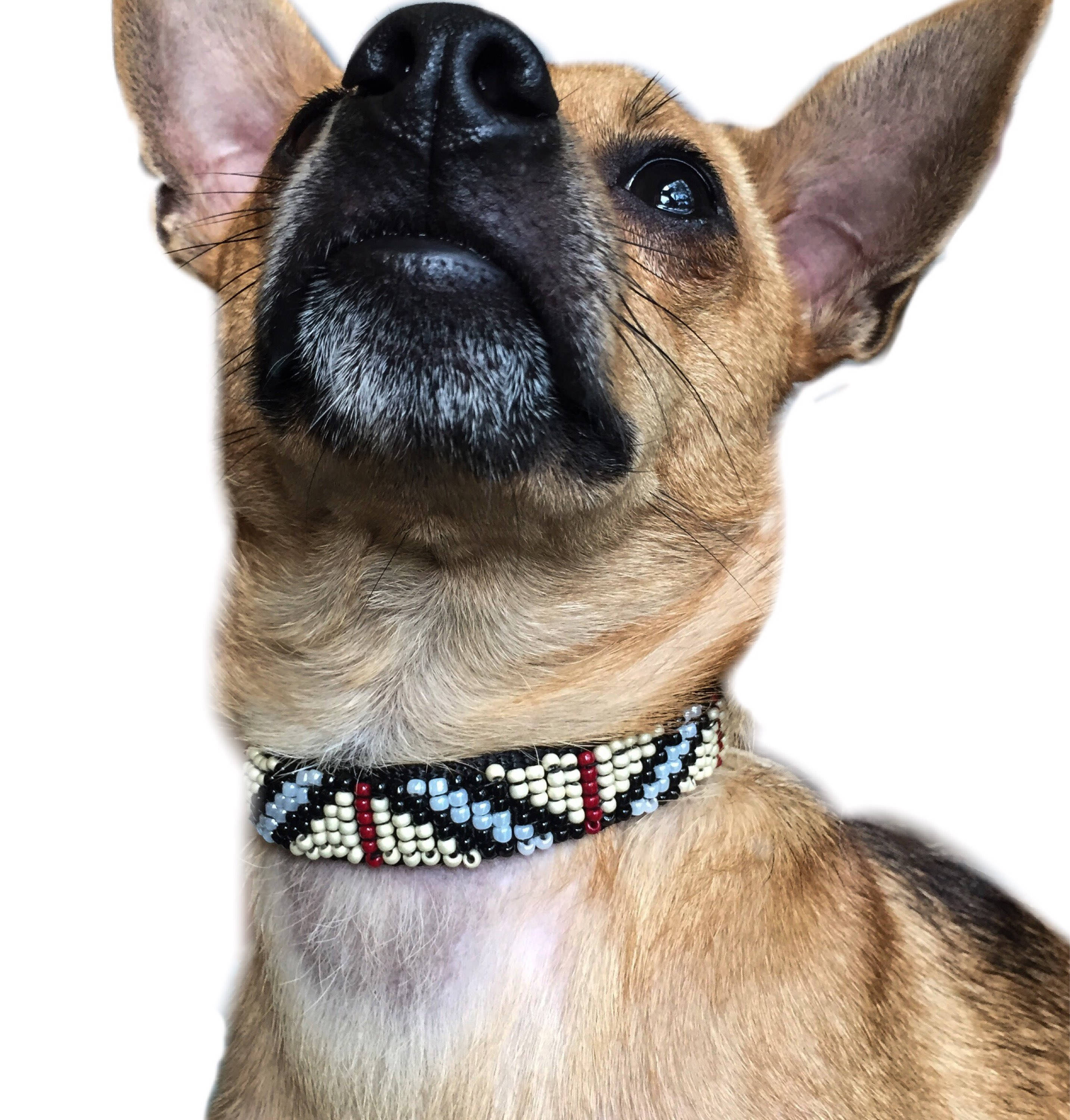 Burberry Design Dog Collar Boutique Dog Collar Designer Dog Etsy