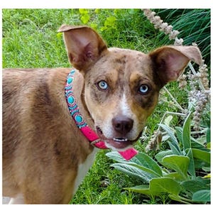 May include: A dog with brown and white fur and bright blue eyes, wearing a pink collar decorated with turquoise and white beads. The dog is in a grassy area, with green plants in the background.