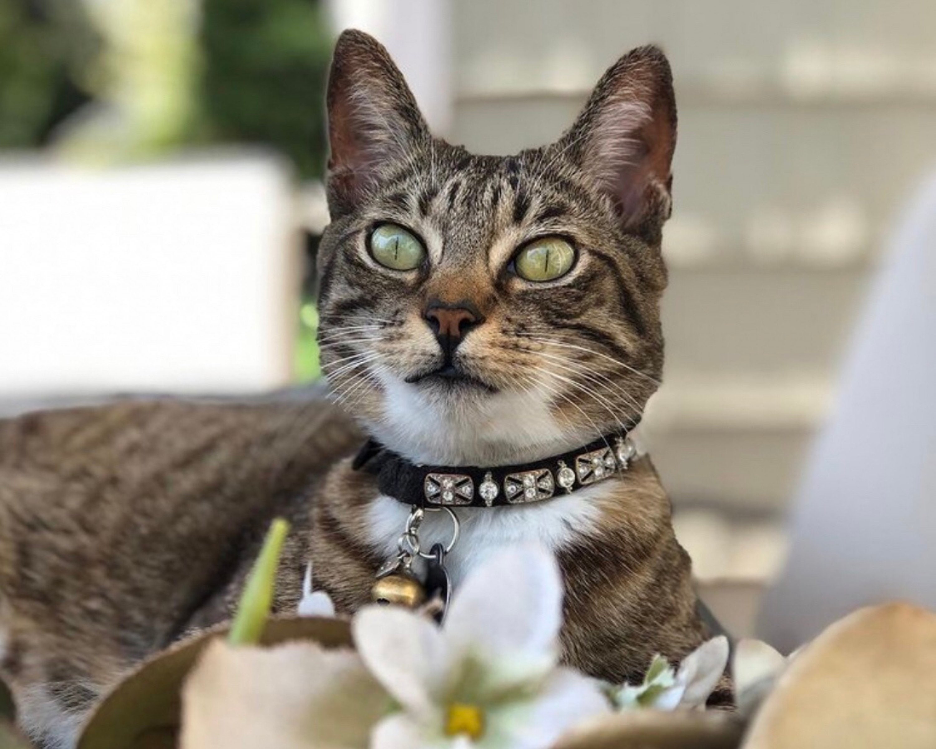 Bling Pet Dog Collar Fashion Bone Pendant Crystal Diamond Cat Collars –  Triple AAA Fashion Collection