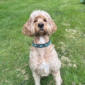 May include: A light brown dog with curly fur wearing a black collar decorated with turquoise beads. The dog is sitting on green grass, looking directly at the camera. The collar is a prominent feature, adding a decorative element to the dog's appearance.