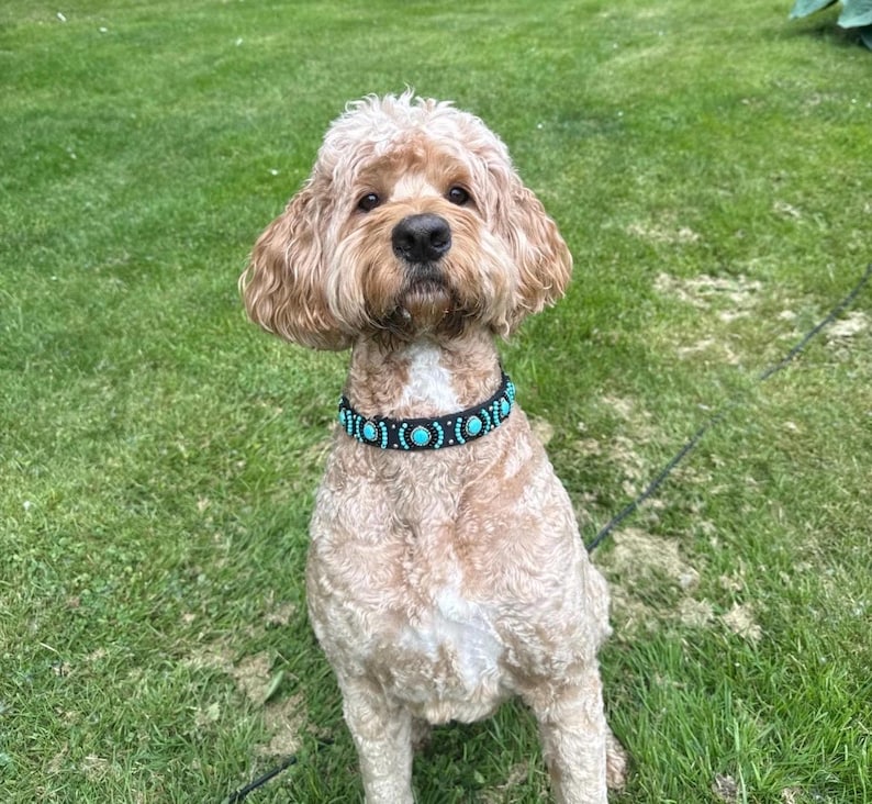 May include: A light brown dog with curly fur wearing a black collar decorated with turquoise beads. The dog is sitting on green grass, looking directly at the camera. The collar is a prominent feature, adding a decorative element to the dog's appearance.