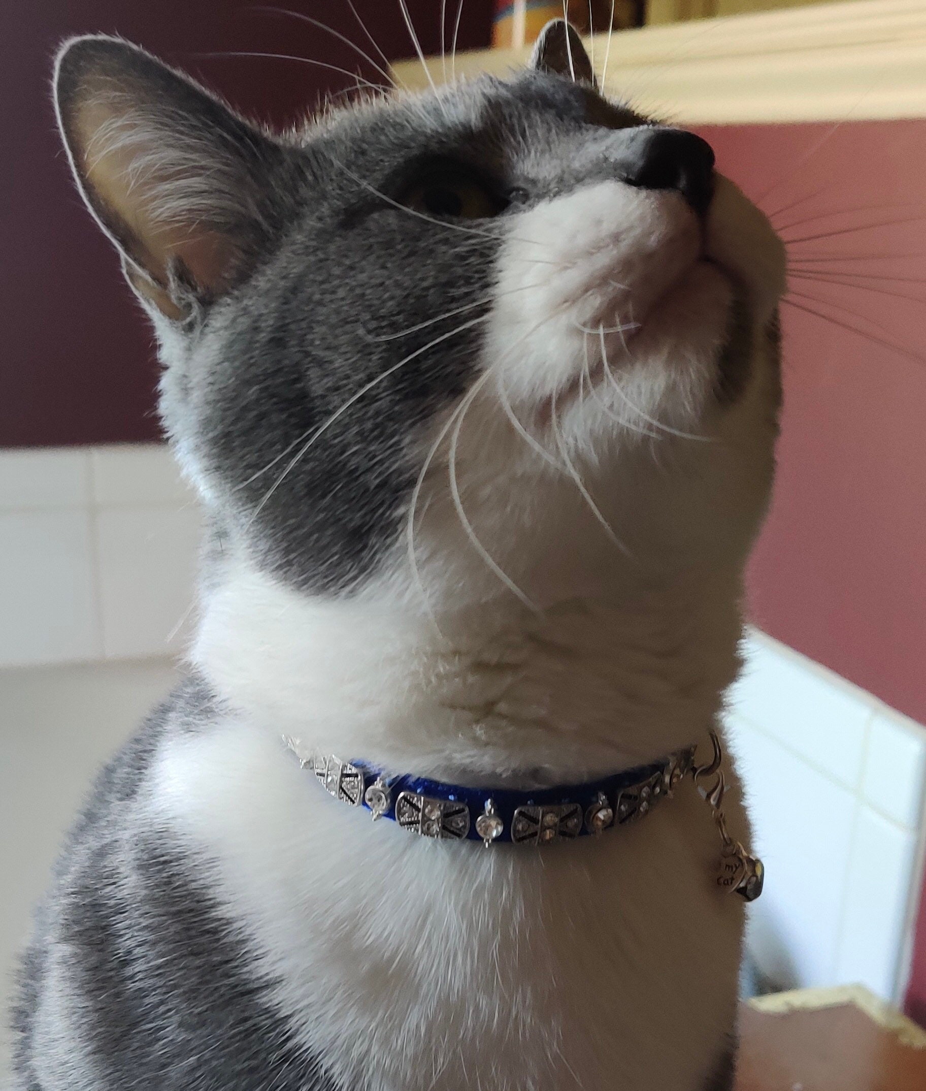 1/2 Luxury Cat Collars with Swarovski Crystals
