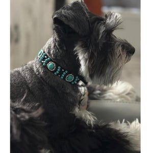 May include: A Schnauzer dog wearing a decorative collar. The collar is black with turquoise-coloured stones and small black beads. The dog has grey and black fur and is looking to the right.