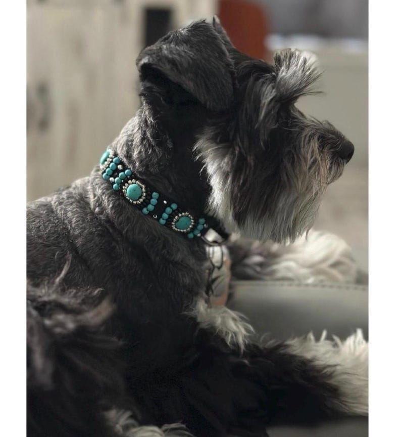 May include: A Schnauzer dog wearing a decorative collar. The collar is black with turquoise-coloured stones and small black beads. The dog has grey and black fur and is looking to the right.