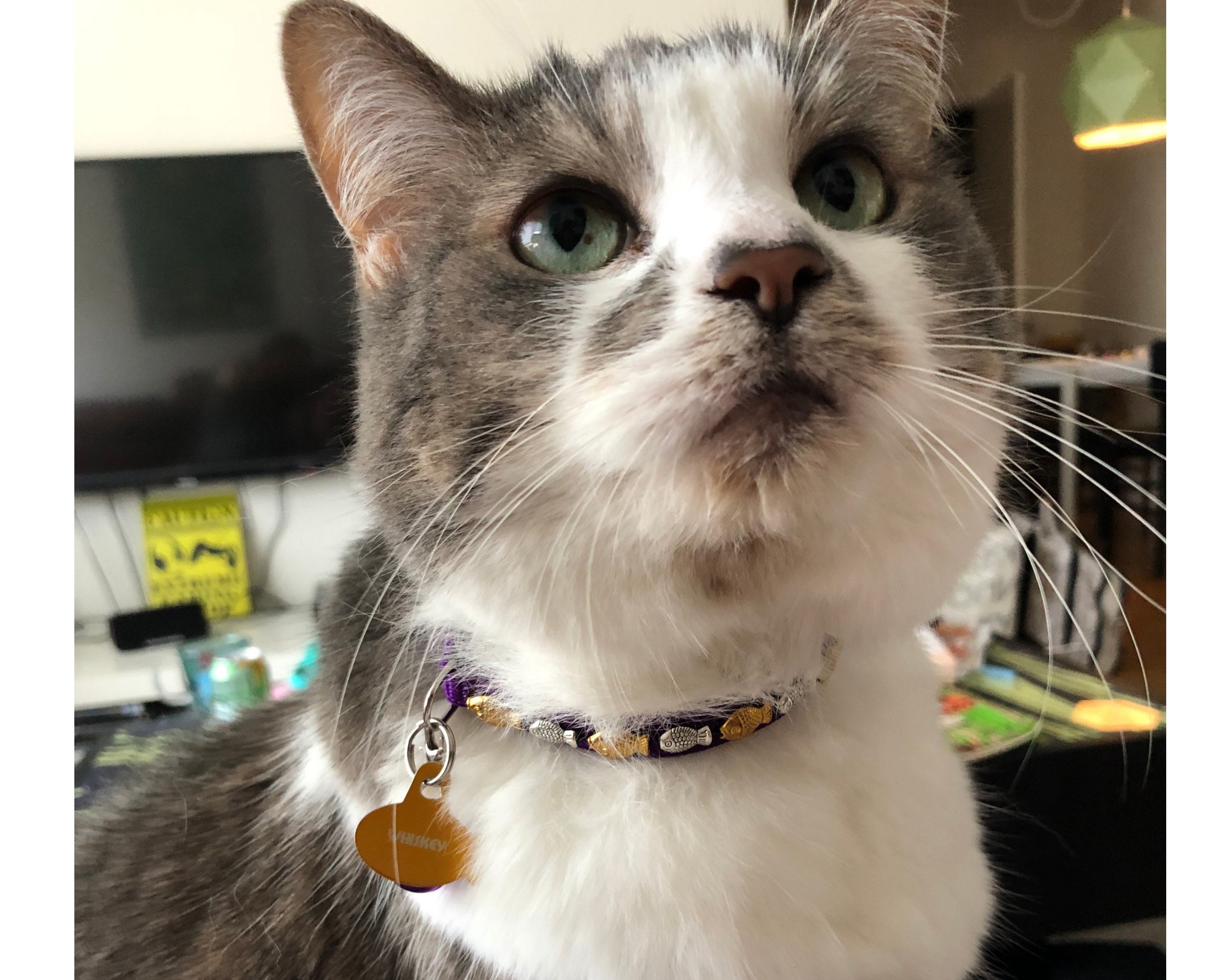 fancy kitten collars