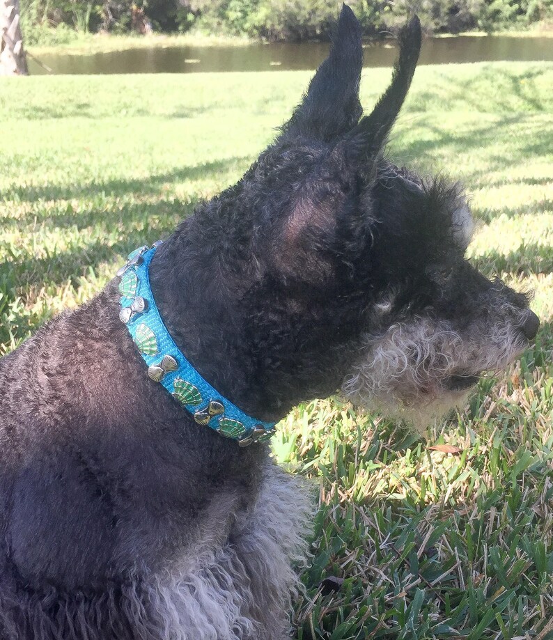 Beach Theme Collar Dog Collar Turquoise Nylon Collar Beach Dog Collar Shell Pet Collar Sea Shell Dog Collar Bright Blue Collar 14