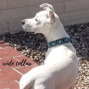 May include: A white dog wearing a collar that is 2.5 cm wide. The collar is black with turquoise and white circular designs. The dog is sitting outside on a sunny day.