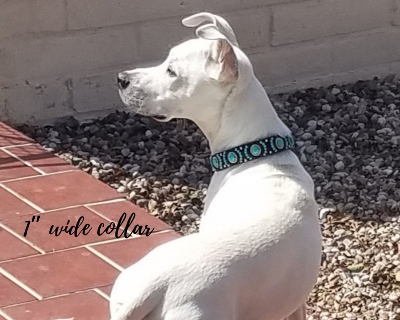 May include: A white dog wearing a collar that is 2.5 cm wide. The collar is black with turquoise and white circular designs. The dog is sitting outside on a sunny day.