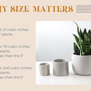 three different-sized planters, each with varying volumes and plant types, illustrating the importance of size when it comes to plant care and arrangement.