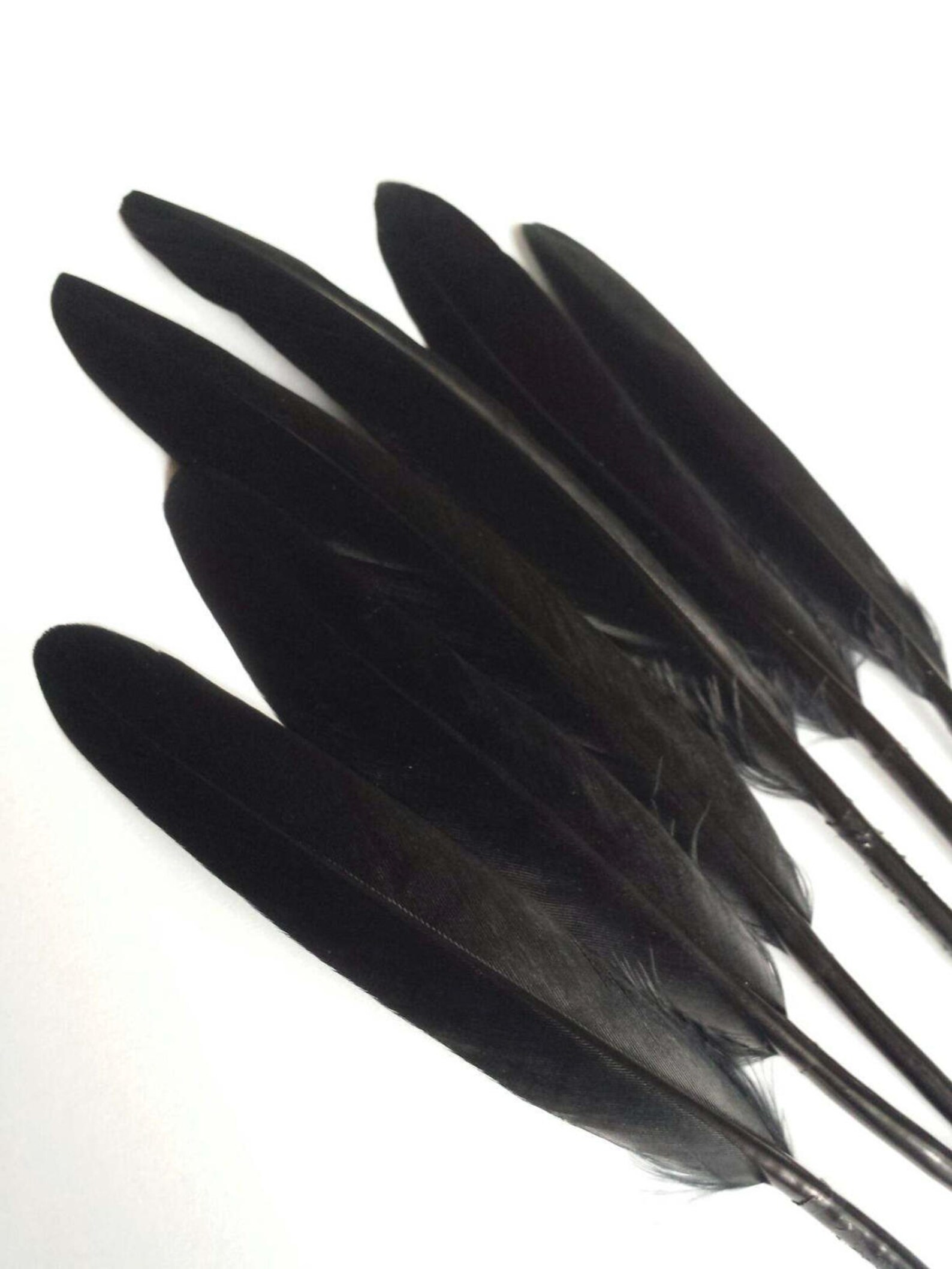 Black Goose Feathers Goose Quill Feathers Set of 6 Feathers Etsy