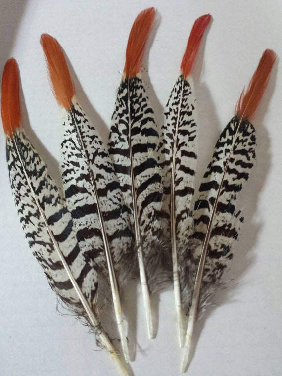 SHORT NATURAL Orange Tips Lady Amherst Pheasant Feather Craft Jewelry 5 Pieces