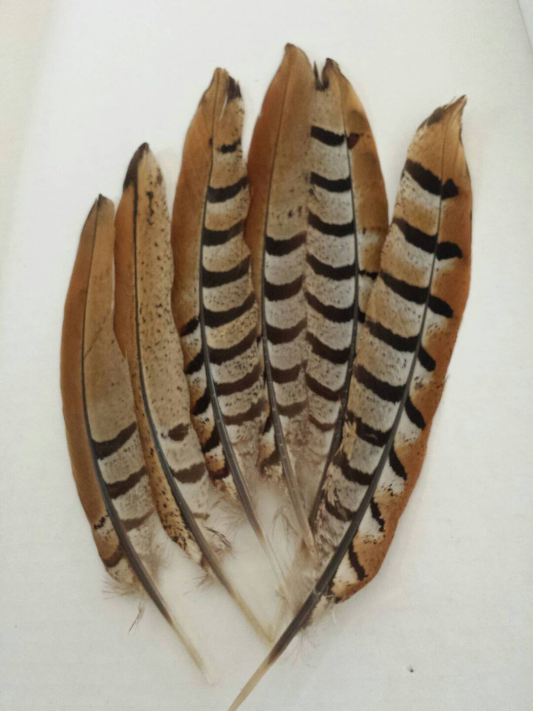 Golden Reeves Pheasant Wing Feathers Naturally Molted - Etsy