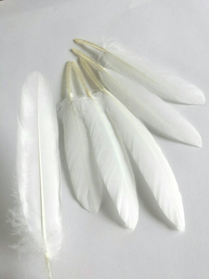 White Goose Feathers Goose Quill Feathers Set of 12 Etsy