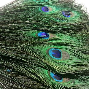 Beautiful Natural Peacock Feathers, Set of 12, Twelve Inchs Long, Naturally Molted Feathers, Loose Feathers, Craft and Jewelry Supply