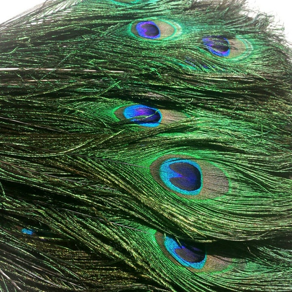 Beautiful Natural Peacock Feathers, Set of 12, Twelve Inchs Long, Naturally Molted Feathers, Loose Feathers, Craft and Jewelry Supply