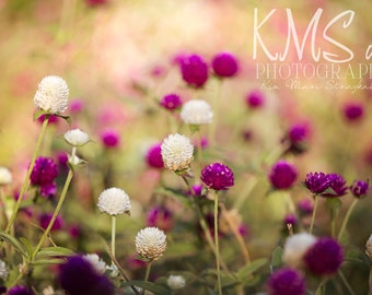 purple white small warm field flowers