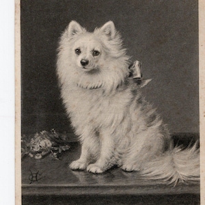 Cartolina d'epoca raffigurante un cane Pomerania bianco - Star of Devon, cane di razza, ritratto di animale domestico, vecchia foto di Pomerania, Faulkner & Co, cane vintage