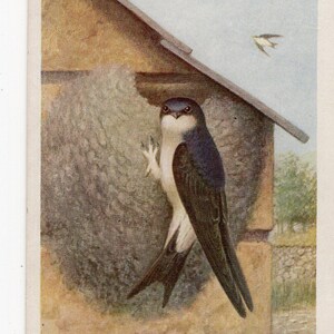 Carte postale antique d'oiseau de hirondelle, musée britannique d'histoire naturelle, étude de nature, étude d'oiseau, image de petit oiseau, art d'oiseau, impression d'oiseau sauvage