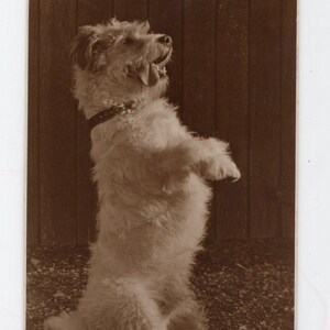 Antike Foto Postkarte - bettelnder Terrier, Hund auf Hinterbeinen, guter Hund, Neuheit, Hundeliebhaber, süßes Haustier Porträt, Sepia Fotografie