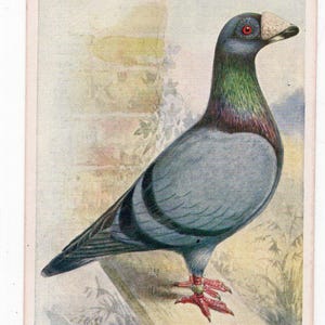 Antike graue Taube Kunstkarte - Blauer Dragoner, Taubenzüchter, Preis Brieftaube, Gefiederte Welt, A J Simpson, Vogel Bild Illustration