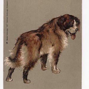 Cartão postal antigo com arte em relevo de São Bernardo - Raphael Tuck, retrato de animal de estimação, arte vintage de cachorro, amante de cães
