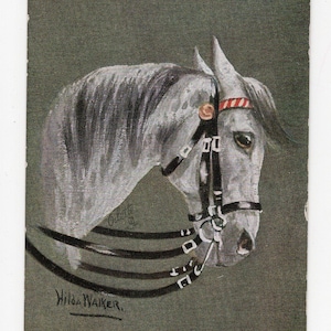 Cartão postal antigo de cabeça de cavalo - Hilda Walker, assinado pela artista, cavalo branco, retrato equestre, interesse equestre, imagem de cavalinho, Tucks