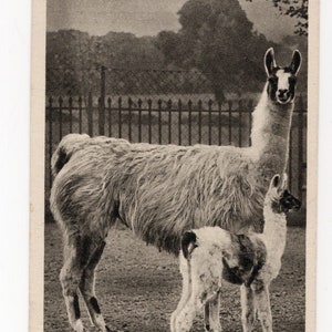 Antike Lama und Baby Postkarte - Vintage Lamas Bild, schwarz weiß, sepia, Tiere, Mutter und Baby