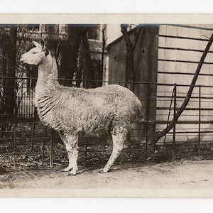 Antique llama birthday postcard, alpaca black and white sepia photo, little llama photo, vintage llama picture, llama collectible