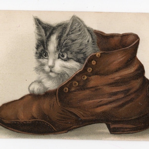 Antique kitten cat in shoe postcard - cute picture,  embossed, fluffy grey and white kitten, hobnail boot, animal theme, pet portrait