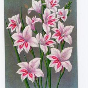 Dessin botanique antique de glaïeul, ancienne carte de commerce publicitaire, bulbe hollandais, cadeau de jardinier, doigts verts, lys, fleurs, art, image