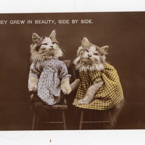 Carte postale antique de chats dans des vêtements RP - soeurs, amis, robes, ils ont grandi dans la beauté côte à côte, image de chatons anthropomorphes