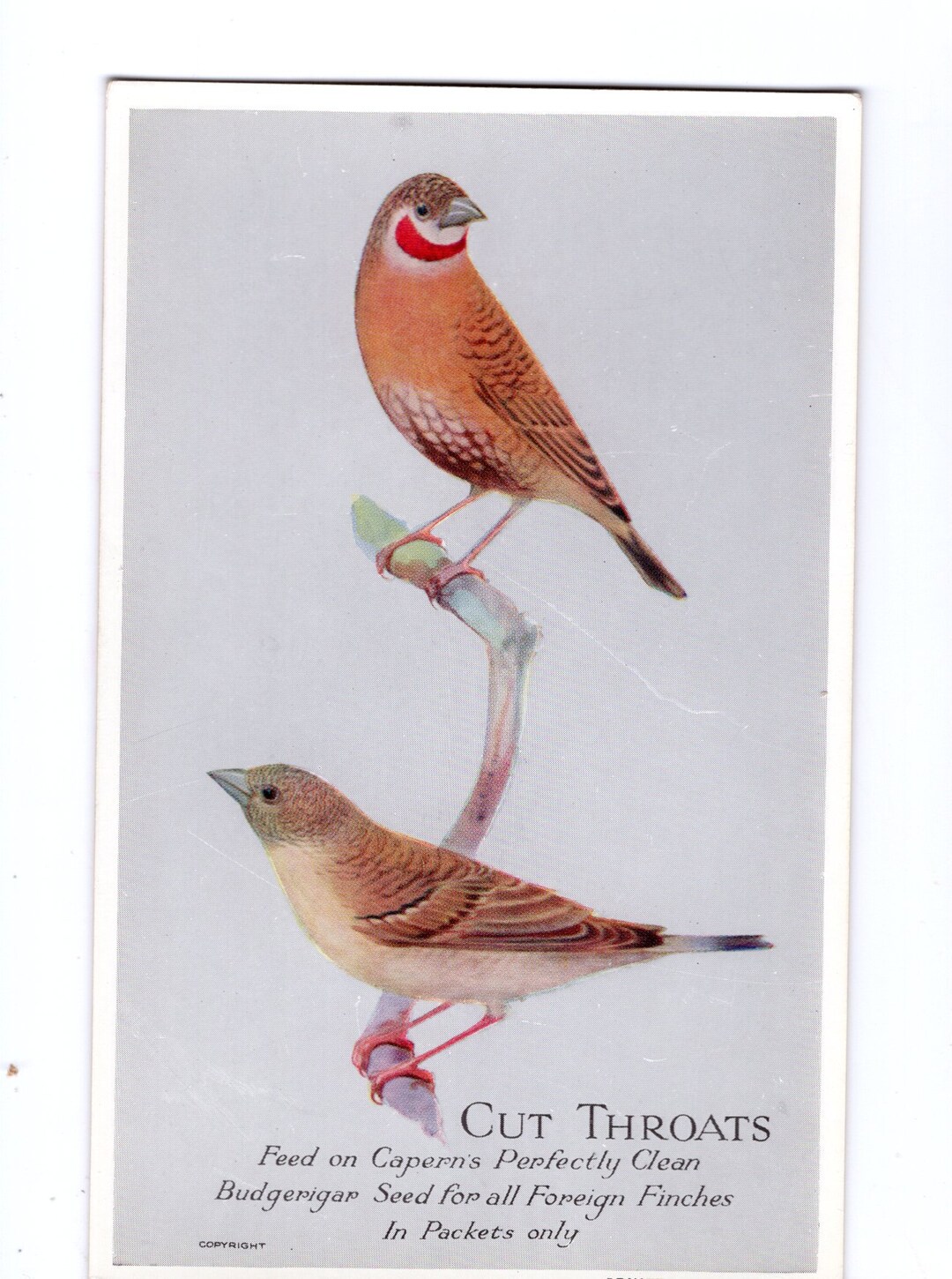 Antique Cut Throats Bird Picture Postcard Trade Card Bird Etsy